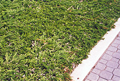 Prince of Wales Juniper (Juniperus horizontalis 'Prince of Wales') at Green Thumb Garden Centre