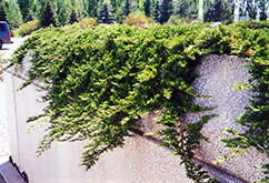 Prince of Wales Juniper (Juniperus horizontalis 'Prince of Wales') at Green Thumb Garden Centre