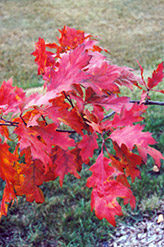 Red Oak (Quercus rubra) at Green Thumb Garden Centre