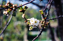 Montmorency Cherry (Prunus 'Montmorency') at Green Thumb Garden Centre