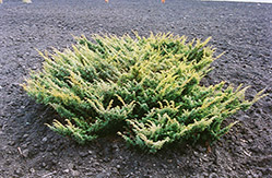 Japanese Garden Juniper (Juniperus chinensis 'Procumbens') at Green Thumb Garden Centre