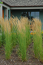 Karl Foerster Reed Grass (Calamagrostis x acutiflora 'Karl Foerster') at Green Thumb Garden Centre