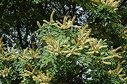 Amur Maackia (Maackia amurensis) at Green Thumb Garden Centre