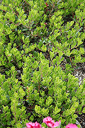 Bearberry (Arctostaphylos uva-ursi) at Green Thumb Garden Centre