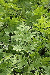 Royal Fern (Osmunda regalis) at Green Thumb Garden Centre