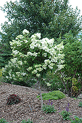 Pink Diamond Hydrangea (tree form) (Hydrangea paniculata 'Pink Diamond (tree form)') at Green Thumb Garden Centre