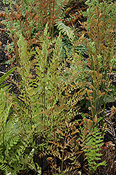 Royal Fern (Osmunda regalis) at Green Thumb Garden Centre