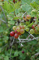 Pixwell Gooseberry (Ribes 'Pixwell') at Green Thumb Garden Centre