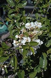 Romeo Cherry (Prunus 'Romeo') at Green Thumb Garden Centre