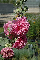 Chater's Double Pink Hollyhock (Alcea rosea 'Chater's Double Pink') at Green Thumb Garden Centre