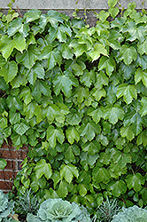 Veitch Boston Ivy (Parthenocissus tricuspidata 'Veitchii') at Green Thumb Garden Centre