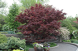 Bloodgood Japanese Maple (Acer palmatum 'Bloodgood') at Green Thumb Garden Centre