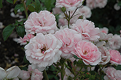 Bonica Rose (Rosa 'Meidomonac') at Green Thumb Garden Centre