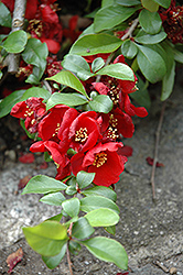 Crimson and Gold Flowering Quince (Chaenomeles x superba 'Crimson and Gold') at Green Thumb Garden Centre