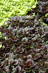Black Scallop Bugleweed (Ajuga reptans 'Black Scallop') at Green Thumb Garden Centre