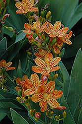 Freckle Face Blackberry Lily (Iris domestica 'Freckle Face') at Green Thumb Garden Centre