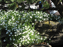 Mountain Sandwort (Arenaria montana) at Green Thumb Garden Centre