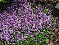 Purple Carpet Creeping Thyme (Thymus praecox 'Purple Carpet') at Green Thumb Garden Centre