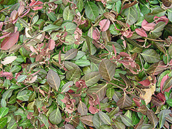 Purpleleaf Wintercreeper (Euonymus fortunei 'Coloratus') at Green Thumb Garden Centre