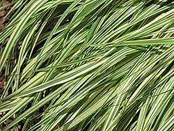 Variegated Moor Grass (Molinia caerulea 'Variegata') at Green Thumb Garden Centre