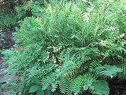 Royal Fern (Osmunda regalis) at Green Thumb Garden Centre
