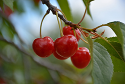 Montmorency Cherry (Prunus 'Montmorency') at Green Thumb Garden Centre
