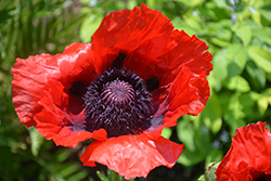 Beauty of Livermere Poppy (Papaver orientale 'Beauty of Livermere') at Green Thumb Garden Centre