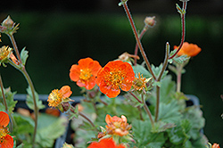 Koi Avens (Geum coccineum 'Koi') at Green Thumb Garden Centre