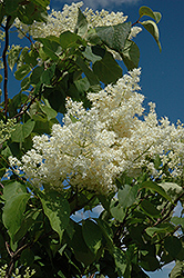 Ivory Silk Tree Lilac (tree form) (Syringa reticulata 'Ivory Silk (tree form)') at Green Thumb Garden Centre