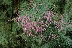 Pink Cascade Tamarisk (Tamarix ramosissima 'Pink Cascade') at Green Thumb Garden Centre