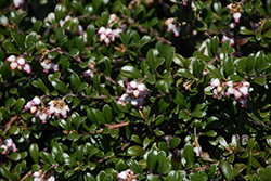 Bearberry (Arctostaphylos uva-ursi) at Green Thumb Garden Centre