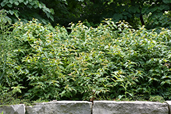 Bush Honeysuckle (Diervilla lonicera) at Green Thumb Garden Centre