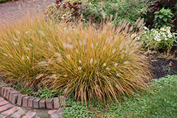 Hameln Dwarf Fountain Grass (Pennisetum alopecuroides 'Hameln') at Green Thumb Garden Centre