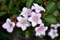 Carnaval Weigela (Weigela 'Courtalor') at Green Thumb Garden Centre