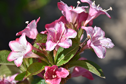 Carnaval Weigela (Weigela 'Courtalor') at Green Thumb Garden Centre