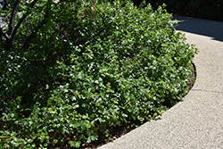 Gro-Low Fragrant Sumac (Rhus aromatica 'Gro-Low') at Green Thumb Garden Centre