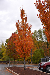 Armstrong Gold Maple (Acer x freemanii 'Armstrong Gold') at Green Thumb Garden Centre