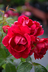 Blaze Rose (Rosa 'Blaze') at Green Thumb Garden Centre