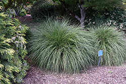 Hameln Dwarf Fountain Grass (Pennisetum alopecuroides 'Hameln') at Green Thumb Garden Centre