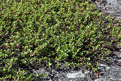 Bearberry (Arctostaphylos uva-ursi) at Green Thumb Garden Centre