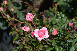 Bonica Rose (Rosa 'Meidomonac') at Green Thumb Garden Centre
