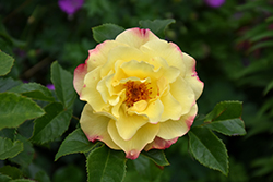 Rugelda Rose (Rosa 'KORruge') at Green Thumb Garden Centre