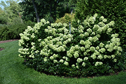 Little Lime Hydrangea (Hydrangea paniculata 'Jane') at Green Thumb Garden Centre