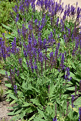 Blue By You Meadow Sage (Salvia nemorosa 'Balsalbyu') at Green Thumb Garden Centre