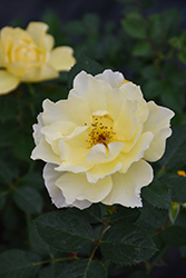 Yukon Sun Rose (Rosa 'Yukon Sun') at Green Thumb Garden Centre