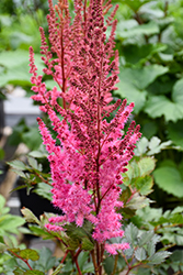 Mighty Chocolate Cherry Chinese Astilbe (Astilbe chinensis 'Mighty Chocolate Cherry') at Green Thumb Garden Centre