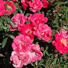 Flower Carpet Pink Supreme Rose (Rosa 'Flower Carpet Pink Supreme