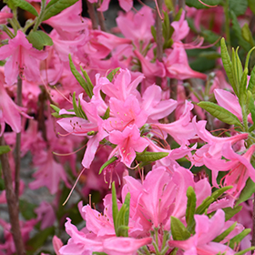 Northern Lights Azalea Rhododendron Northern Lights In Ottawa Nepean Kanata Hull Gatineau Gloucester Ontario On At Green Thumb Garden Centre