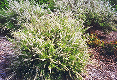 Dwarf Garland Spirea (Spiraea x arguta 'Compacta') at Green Thumb Garden Centre