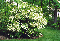 Arrowwood (Viburnum dentatum) at Green Thumb Garden Centre